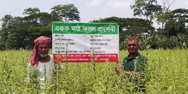 ঝালকাঠিতে বাড়ছে তিল চাষ, ঘুরে দাঁড়ানোর স্বপ্ন চাষিদের